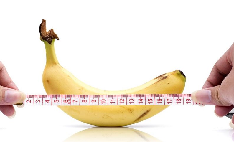 The influence of abstention on the length of the penis